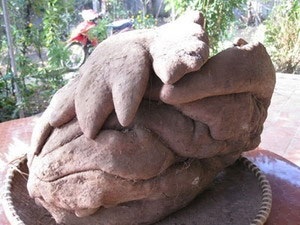 Xôn xao tin củ khoai có hình dáng kỳ lạ - 1