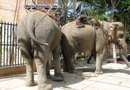 Chặt trộm đuôi voi bán kiếm tiền tiêu xài   - 1