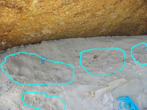 Mãnh thú xuất hiện ở vùng cửa biển Quảng Ngãi? - 3 Mãnh thú xuất hiện ở vùng cửa biển Quảng Ngãi? - 3