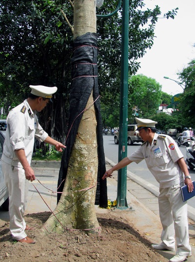 Hà Nội: 2 cây long não "biến thành"... 2 cây sung - 1 Hà Nội: 2 cây long não "biến thành"... 2 cây sung - 1