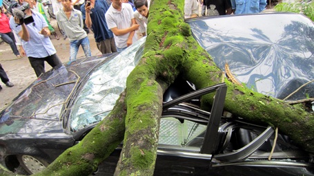 Cổ thụ đè bẹp ô tô, 5 người thoát chết hy hữu - 5 Cổ thụ đè bẹp ô tô, 5 người thoát chết hy hữu - 5