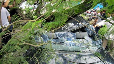 Cổ thụ đè bẹp ô tô, 5 người thoát chết hy hữu - 4 Cổ thụ đè bẹp ô tô, 5 người thoát chết hy hữu - 4