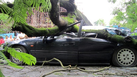 Cổ thụ đè bẹp ô tô, 5 người thoát chết hy hữu - 3 Cổ thụ đè bẹp ô tô, 5 người thoát chết hy hữu - 3