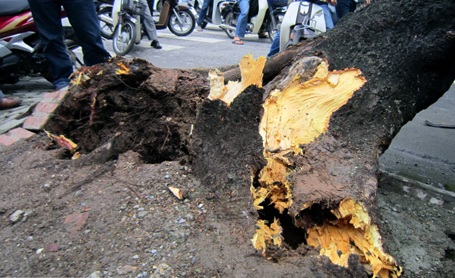 Cổ thụ đè bẹp ô tô, 5 người thoát chết hy hữu - 6 Cổ thụ đè bẹp ô tô, 5 người thoát chết hy hữu - 6