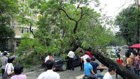 Cổ thụ đè bẹp ô tô, 5 người thoát chết hy hữu - 1 Cổ thụ đè bẹp ô tô, 5 người thoát chết hy hữu - 1
