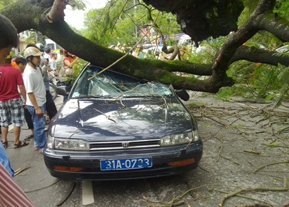 Cổ thụ đè bẹp ô tô, 5 người thoát chết hy hữu - 2 Cổ thụ đè bẹp ô tô, 5 người thoát chết hy hữu - 2