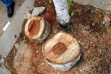 Ba gốc sưa bị chặt trộm trước cổng ĐH Kiến trúc Hà Nội - 2 Ba gốc sưa bị chặt trộm trước cổng ĐH Kiến trúc Hà Nội - 2