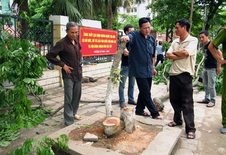 Ba gốc sưa bị chặt trộm trước cổng ĐH Kiến trúc Hà Nội - 1 Ba gốc sưa bị chặt trộm trước cổng ĐH Kiến trúc Hà Nội - 1
