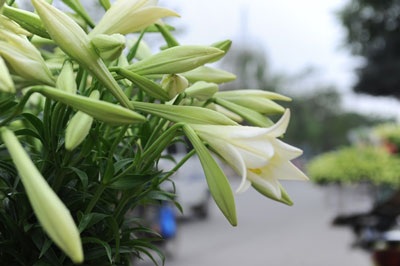 Loa kèn muộn cuối mùa - 1 Loa kèn muộn cuối mùa - 1