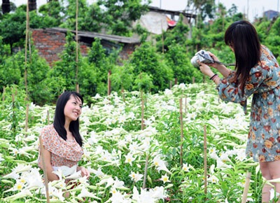 Loa kèn muộn cuối mùa - 2 Loa kèn muộn cuối mùa - 2