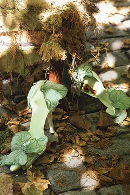 Người đẹp lạc giữa rừng hoa - 7