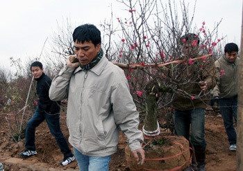 Đào Tết đã nở đúng “hẹn” - 4 Đào Tết đã nở đúng “hẹn” - 4