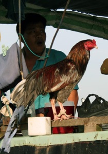 Kỳ cuối: Khốn khổ đời thương hồ - 1 Kỳ cuối: Khốn khổ đời thương hồ - 1