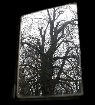 Cuộc chiến xung quanh việc "tử hình" cây dẻ của Anne Frank - 1 Cuộc chiến xung quanh việc "tử hình" cây dẻ của Anne Frank - 1