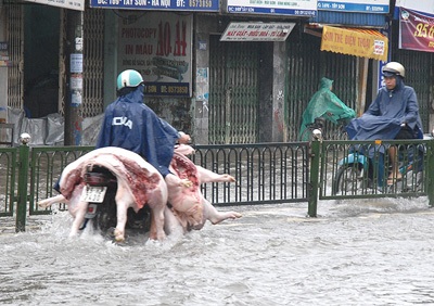 “Không hủy quyết định cấm chở gia súc trần trên xe máy” - 1 “Không hủy quyết định cấm chở gia súc trần trên xe máy” - 1