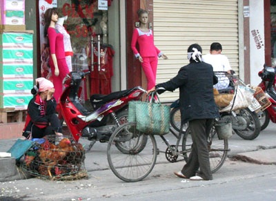 Gia cầm sống vẫn bày bán thản nhiên - 1 Gia cầm sống vẫn bày bán thản nhiên - 1