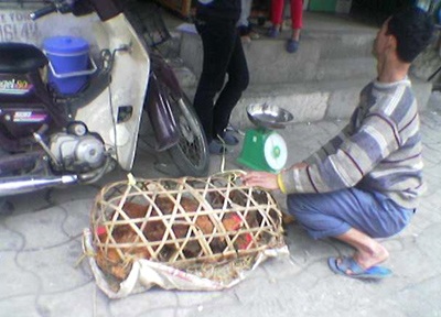 Gia cầm sống vẫn bày bán thản nhiên - 4 Gia cầm sống vẫn bày bán thản nhiên - 4
