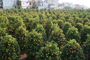 Hà Nội: Đào, quất đã chớm “sắc” xuân - 2