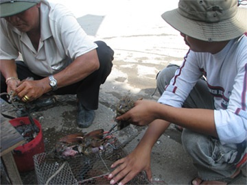 Buồn thương bìm bịp kêu chiều - 5