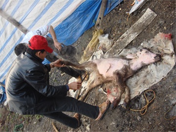 Thịt thú rừng ở chùa Hương: "Oan" quá! - 1