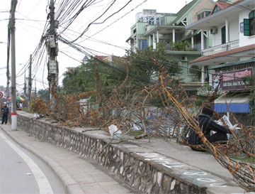 Đào rừng đã ngập phố - 1