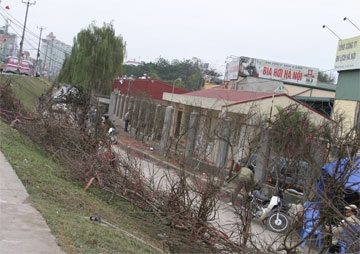 Đào rừng đã ngập phố - 2