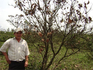 Quảng Trị: Điều trồng thử, dân chịu thật! - 1