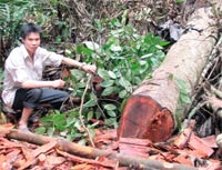 Rừng đầu nguồn Thượng Cửu - “sân chơi” của lâm tặc - 1