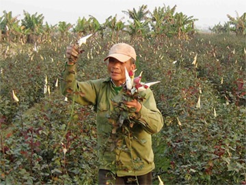 Chùm ảnh: Hoa 8/3 tại nơi "đầu nguồn" - 1