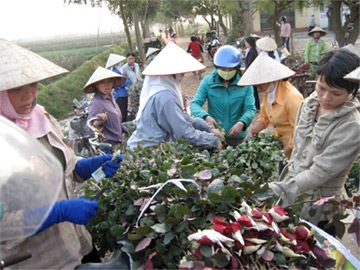 Chùm ảnh: Hoa 8/3 tại nơi "đầu nguồn" - 2