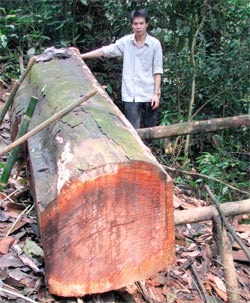 Rừng đầu nguồn Thượng Cửu - “sân chơi” của lâm tặc - 3