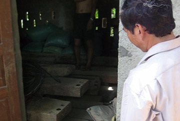 Tận thu gỗ... lim rừng tự nhiên - 1