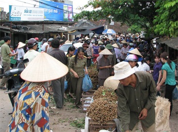 Nhãn lồng được mùa nhưng nhà vườn chưa vui - 1