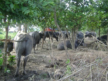 Lao Bảo “nóng bỏng” trâu bò nhập lậu! - 1