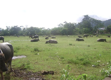 Trâu bò “vây” khu di tích nhà tù Lao Bảo - 1
