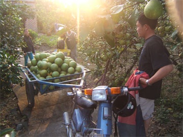 Vui buồn làng bưởi Tân Triều ngày tết - 1