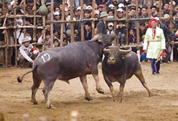 Năm Sửu kể 1001 chuyện về con trâu - 2 Năm Sửu kể 1001 chuyện về con trâu - 2