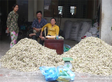 Củ kiệu “mở hàng” thực phẩm tết - 1