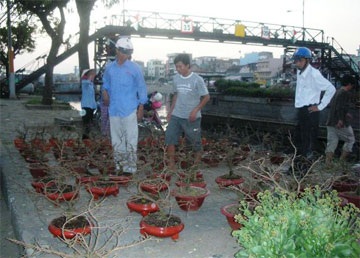 Đìu hiu thị trường cây, hoa cảnh ngày tết - 1 Đìu hiu thị trường cây, hoa cảnh ngày tết - 1