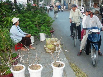 Đìu hiu thị trường cây, hoa cảnh ngày tết - 2 Đìu hiu thị trường cây, hoa cảnh ngày tết - 2