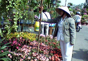 ĐBSCL rực rỡ hoa kiểng đón tết - 1 ĐBSCL rực rỡ hoa kiểng đón tết - 1