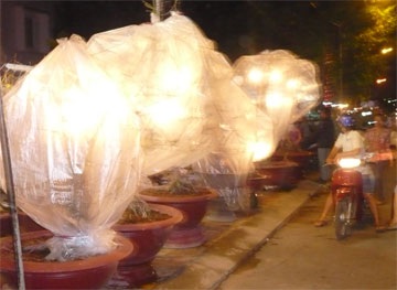 Chủ kinh doanh khốn khổ vì mai nở chậm - 1 Chủ kinh doanh khốn khổ vì mai nở chậm - 1