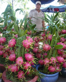 Kiểng thanh long và dưa hấu vàng “hút” khách - 1 Kiểng thanh long và dưa hấu vàng “hút” khách - 1