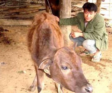 Trâu dự án 135 mang dịch LMLM - 1 Trâu dự án 135 mang dịch LMLM - 1