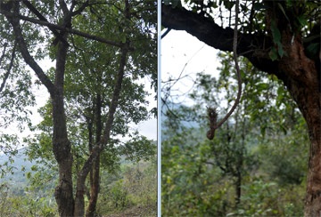 Chú cháu họ rủ nhau treo cổ tự tử - 1