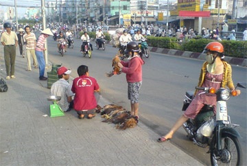 Gia cầm chưa kiểm dịch vẫn “tung tăng” - 1 Gia cầm chưa kiểm dịch vẫn “tung tăng” - 1