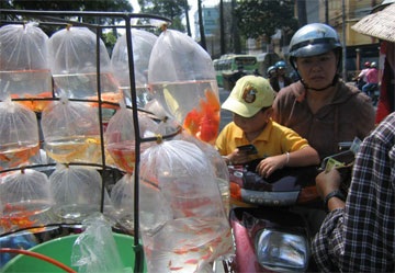 Thị trường rằm “chộn rộn” hàng phóng sinh - 2 Thị trường rằm “chộn rộn” hàng phóng sinh - 2
