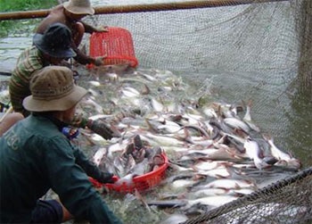 Nguy cơ thiếu trầm trọng cá tra nguyên liệu - 1 Nguy cơ thiếu trầm trọng cá tra nguyên liệu - 1