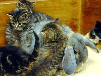 Thỏ nuôi mèo - 1