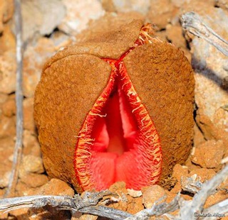 Những loài hoa kỳ lạ - 3